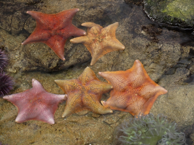 starfishes